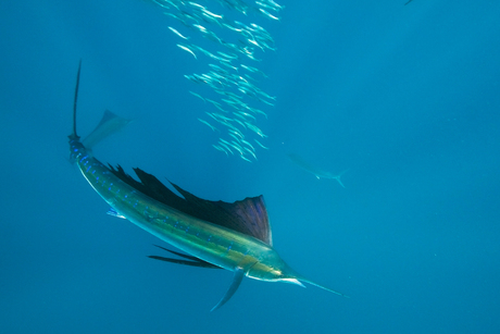 Sailfish