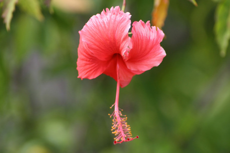 Close-up bloem