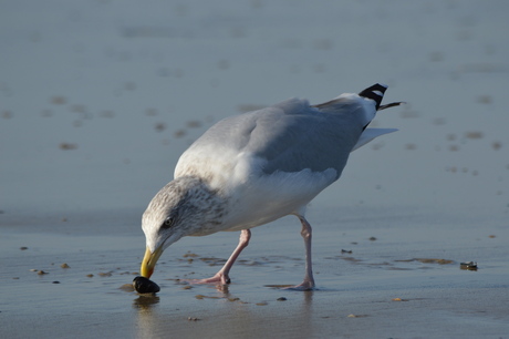 meeuw op het strand