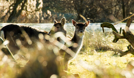 Herten in de waterleidingduinen