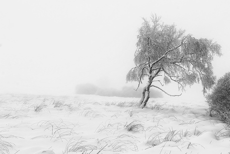 Winter in Baraque Michel