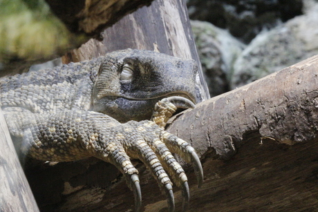 dierenpark amersfoort