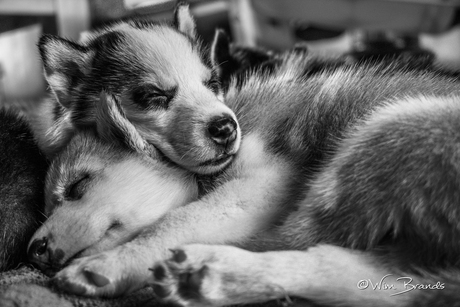 Husky puppy's