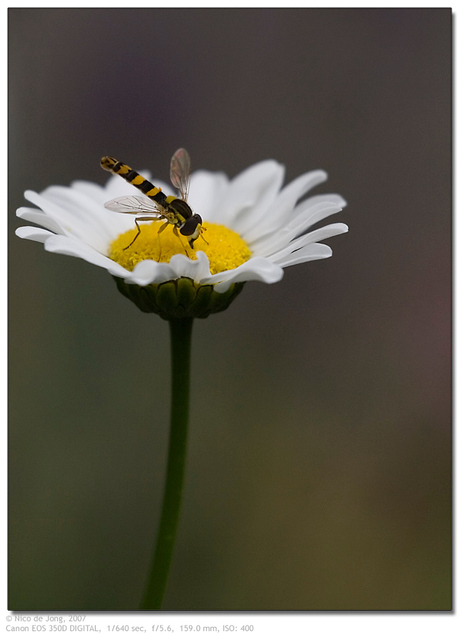 op een bloem