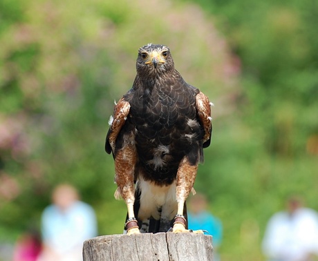 woestijn buizerd