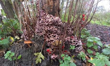 Herfst-tafel