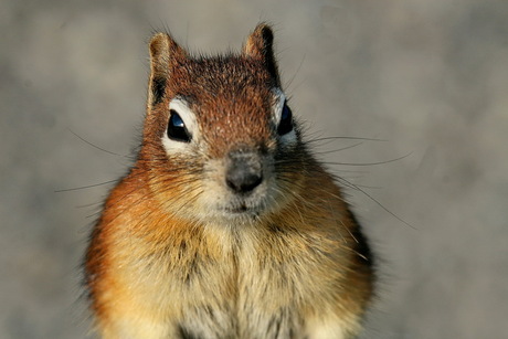 groundsquirrel