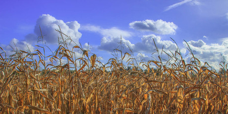 zomers in november