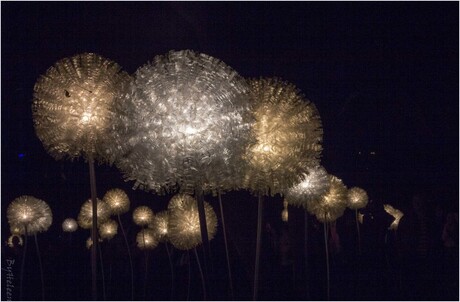 Glow 2015- Giant Dandelions