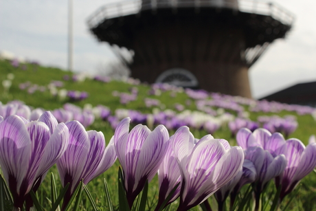 Spring in Doetinchem