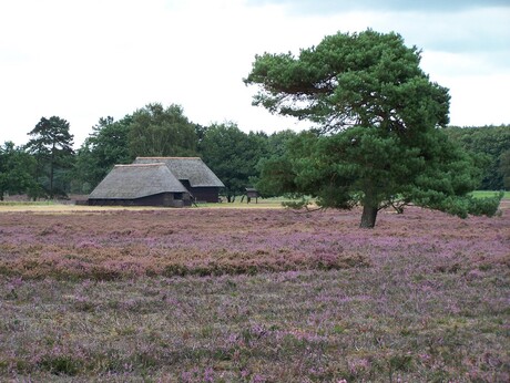 Heide