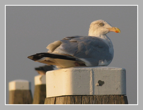 Meeuw in Colijnsplaat