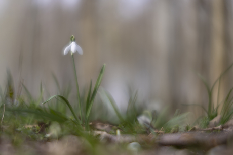 sneeuwklokje