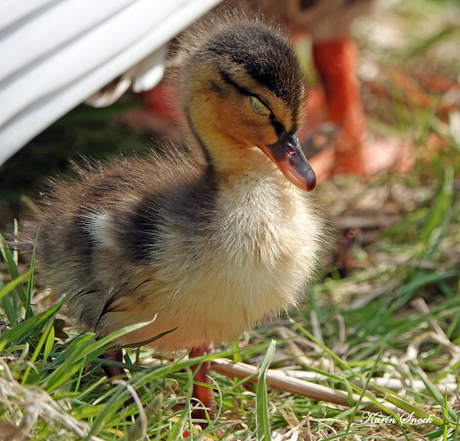 "Genieten van het zonnetje..."
