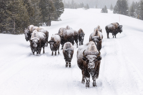 Bizons in Yellowstone