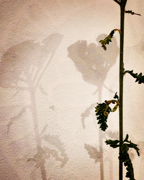 Artistic projection 08