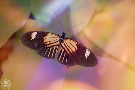 Heliconius melpomene