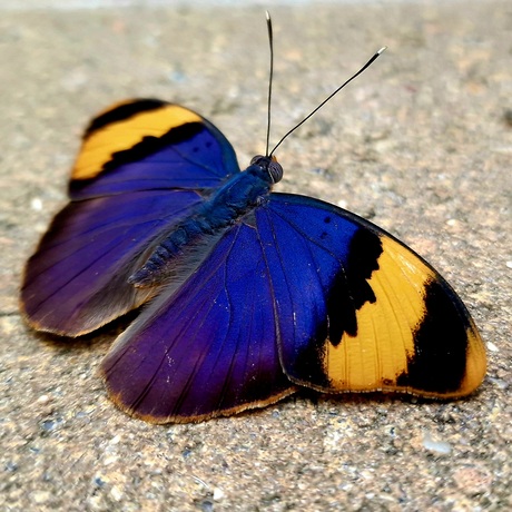 Gold-banded Forester - Euphaedra neophron