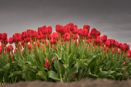 Tulpen