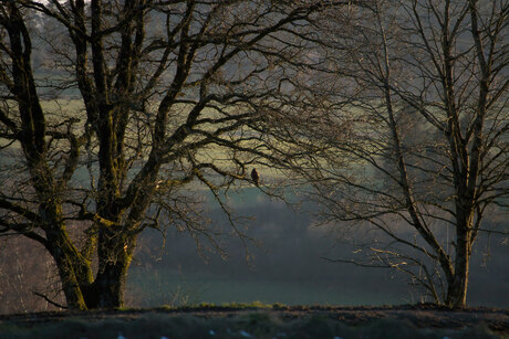 Buizerd