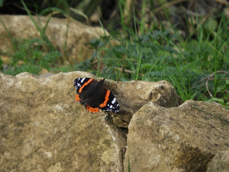 'Vanessa Atalanta' op de zonnesteen' Museum Oriëntalis, 2024