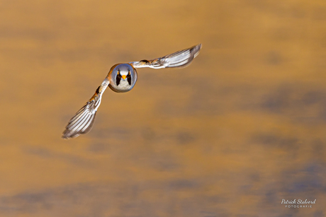 Baardmannetje in actie
