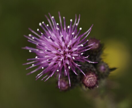 Distelbloem