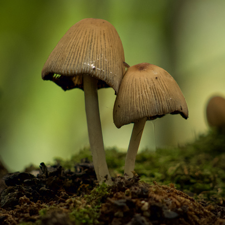 Gewone glimmerinktzwam