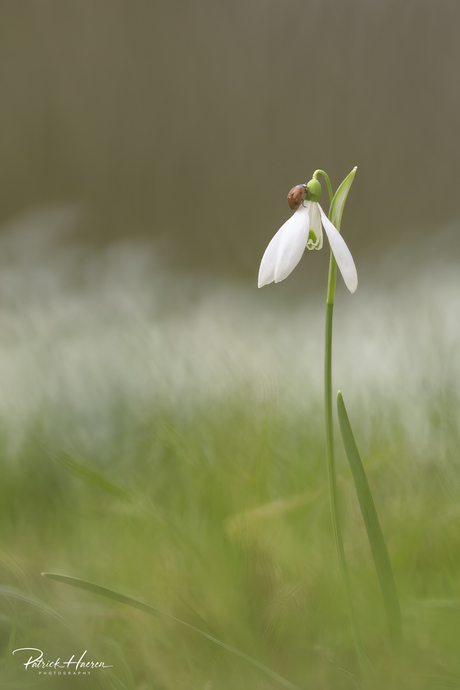 Lieveheersbeestje op sneeuwklokje.... 