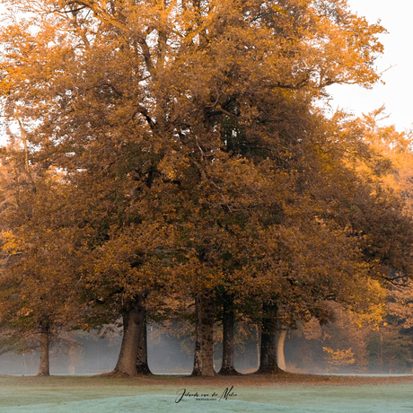 Mist in het bos