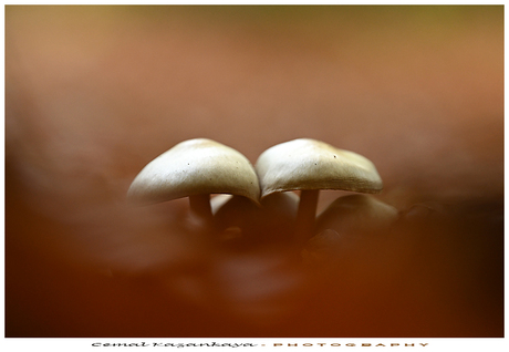 Paddenstoelen/Zwammen