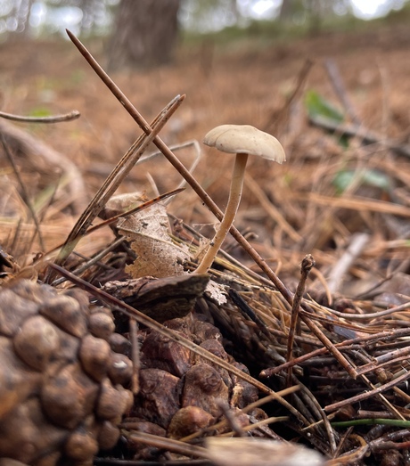 Kleiner dan een dennennaald