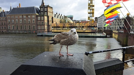 Binnenhof 