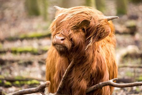 Schotse Hooglander