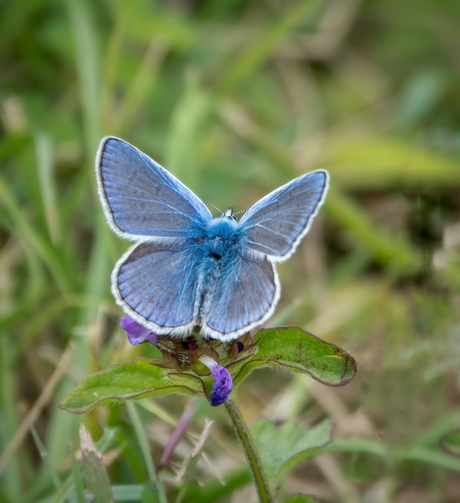 Jaaah, het blauwtje laat het blauw zien 😀!