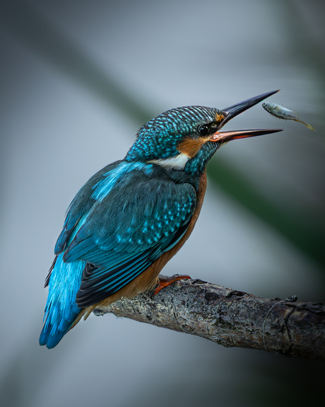 IJsvogel