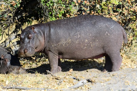 Hippopotamus