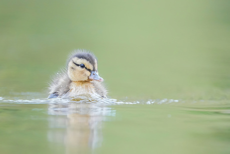 Duckling (1)