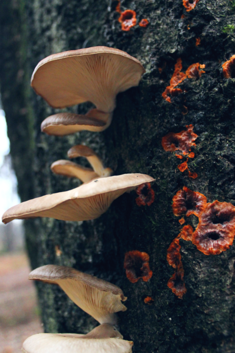 paddenstoel op boom