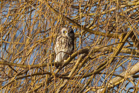 Velduil tussen de takken
