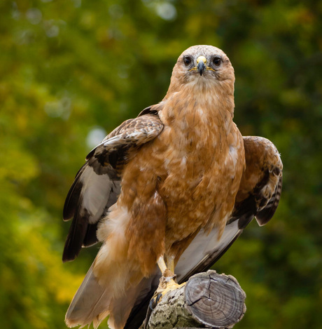 Buizerd 