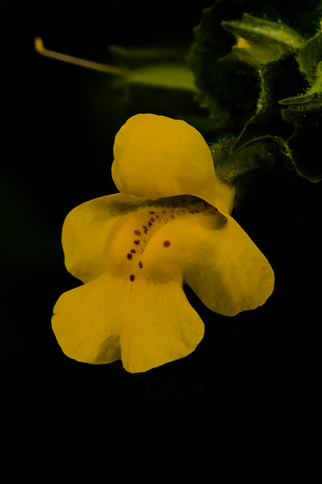 Gele Maskerbloem
