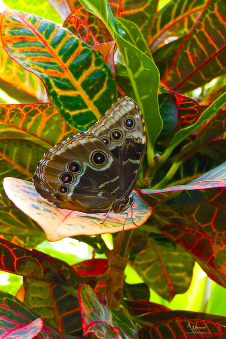 blauwe morpho vlinder