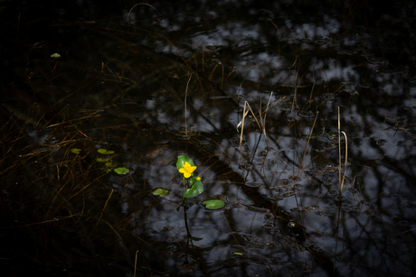 Boterbloem