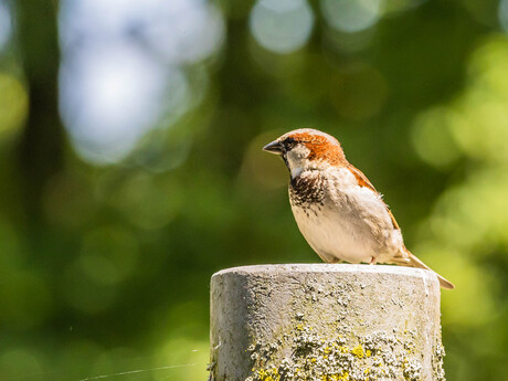 Vogeltje