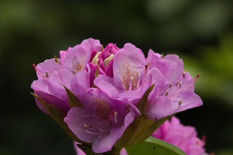 bloem rododendron