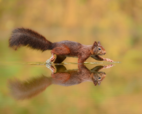 Eekhoorn loopt ‘op’ het water 