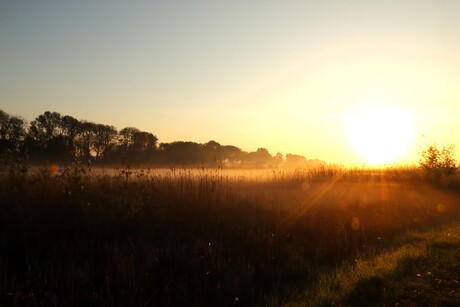 Polder in goud