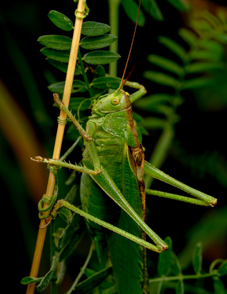 Grote groene sabelsprinkhaan 