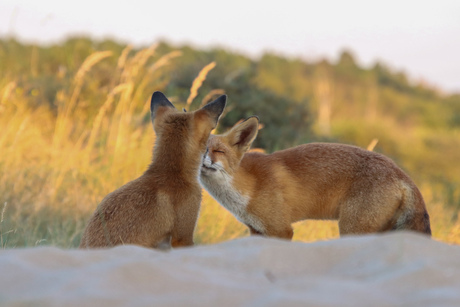 Vosje knuffelen in de awd